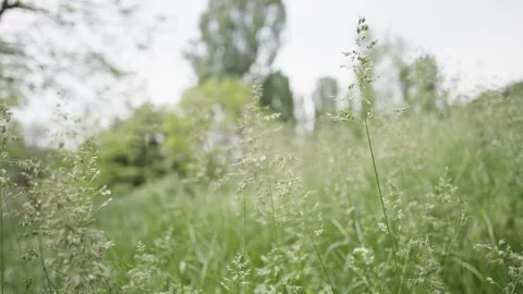 Low Angle Shot Through Grass Video stock 300490047