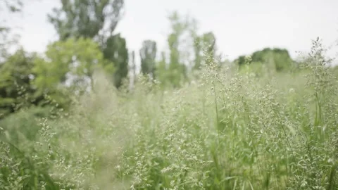 Low Angle Shot Through Grass Stock Footage 300490110