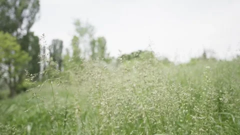 Low Angle Shot Through Grass Stock-Footage 300490111