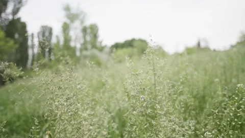 Low Angle Shot Through Grass Stock Footage 300490518