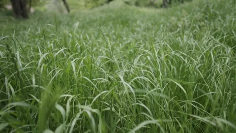 Low Angle Shot Through Grass Video stock 300490669