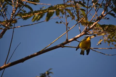 Low angle shot of a tiny tickell's blue flycatcher bird sitting on a tree branch Stock Photos