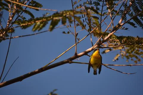 Low angle shot of a tiny tickell's blue flycatcher bird sitting on a tree branch Stock Photos
