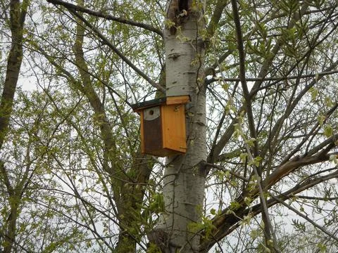 Low angle shot of a tiny wooden house for birds hanging from a tree Stock Photos