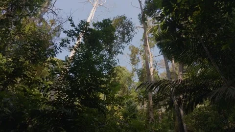 Low-angle shot of towering trees Video stock 341800865