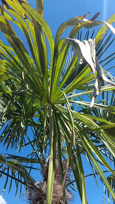 Low angle shot of a trachycarpus fortunei windmill palm tree trunk and green Stock-Footage 344453444