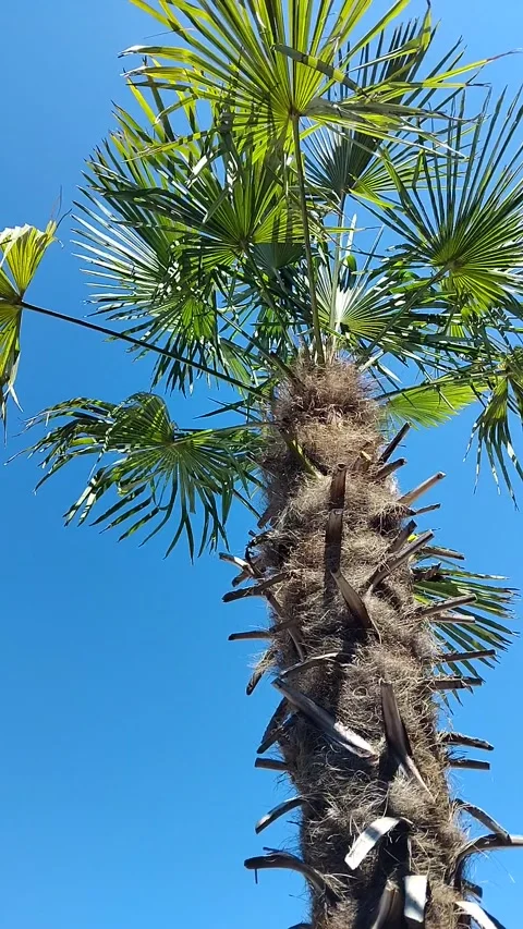 Low angle shot of a trachycarpus fortunei windmill palm tree with green frond Stock Footage 344453460