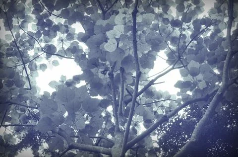 Low angle shot of tree and leaves. Soft blue tone. Stock Photos