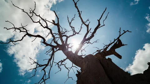 Low angle shot of a tree below the clouds Stock Footage 310545331