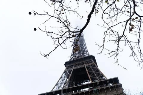 A low angle shot of tree branches next to the Eiffel Tower in Paris isolated  写真素材