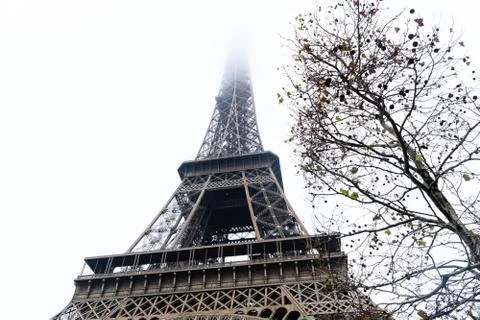 A low angle shot of tree branches next to the Eiffel Tower in Paris isolated  写真素材