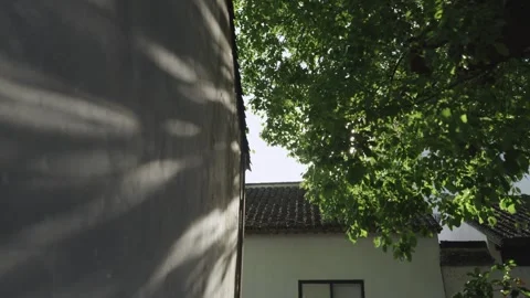 Low angle shot of tree leaves and shadows on white wall of Jiangnan old house Stock Footage 345811232