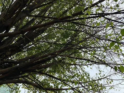 Low-Angle Shot of Tree Leaves, Twigs And Branches Stock Photos