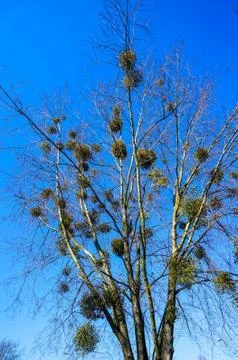 Low angle shot of a tree with mistletoe parasites on its branches 스톡 사진