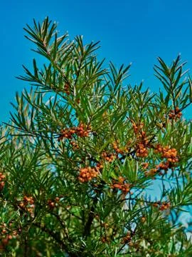 Low angle shot of a tree with tiny orange-circle fruit on the branch Foto stock
