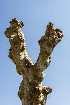 Low angle shot of tree trunk with cut branches against blue sky in France Stock Photos