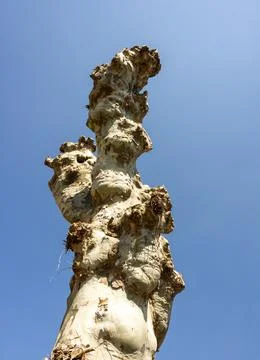 Low angle shot of tree trunk with cut branches against blue sky in France Stock Photos