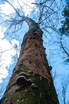 A low-angle shot of a tree trunk covered in wild mushrooms Stock Photos