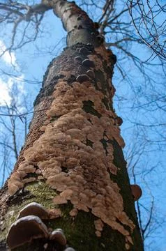 A low-angle shot of a tree trunk covered in wild mushrooms Stock Photos