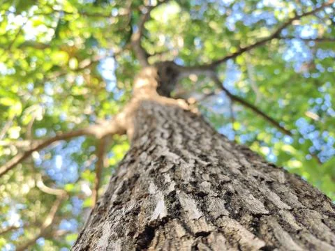 Low angle shot of a tree trunk focusing on textured bark Stock Photos