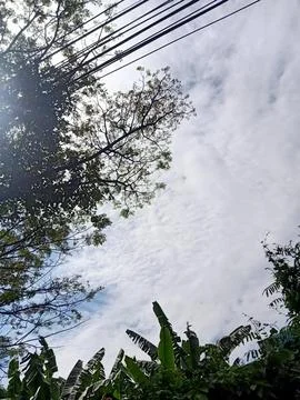 Low Angle Shot of Trees Against the Sky Stock Photos
