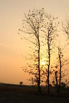 Low angle shot of trees and sun rising in the horizon from behind. Stock Photos