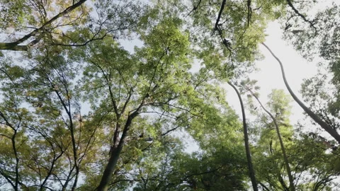 Low angle shot of trees' green foliage at parque Mexico in Mexico City Stock Footage 341901514