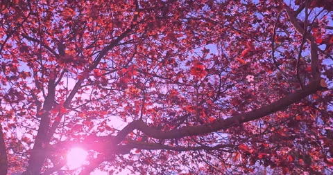 Low angle shot of trees with spring purple and pink cherry blossoms Video stock 270912703