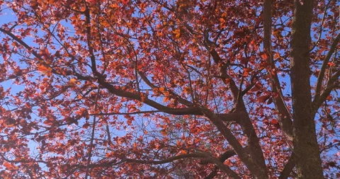 Low angle shot of trees with spring purple and pink cherry blossoms Stock Footage 276408325