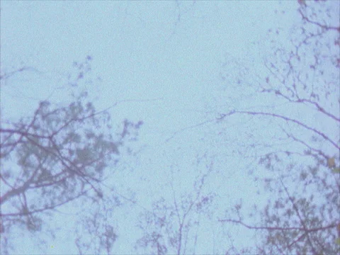 Low Angle Shot of Trees Then Shots In The Woods Video stock 154666602