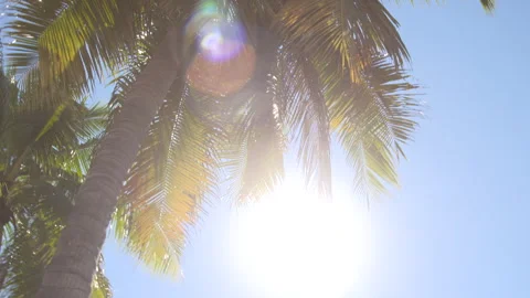Low angle shot of tropical palm fronds against sunny blue sky Vídeos de archivo 342563279