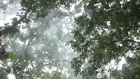 Low angle shot turning 360 degrees of foggy forest jungle trees landscape.slo Stock Footage 130614473