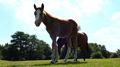 Low angle shot of two brown horses at The New Forest Stock Footage 244745252