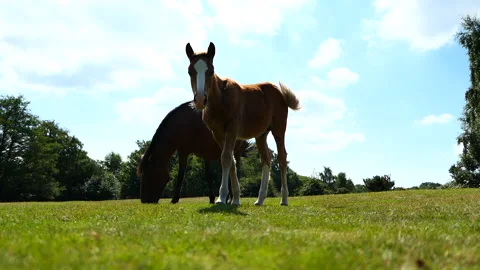 Low angle shot of two brown horses eating grass at The New Forest Stock Footage 244745556