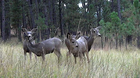 Low Angle Shot of Two Does and Three Fawns Feeding in a Grassy Clearing Stock Footage 49987705