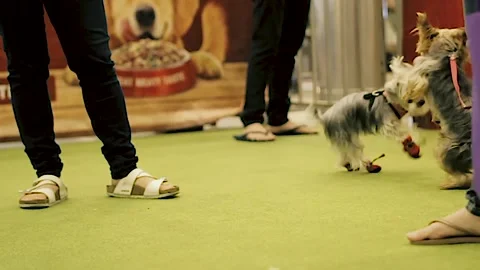 Low angle shot, two dogs playing Stock Footage 270195755