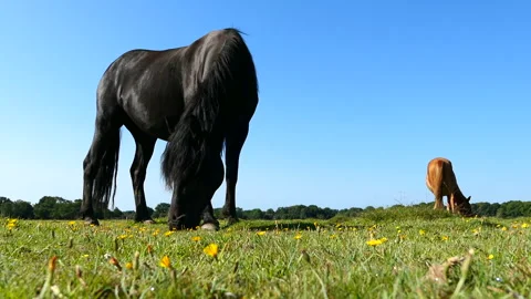 Low angle shot of two horses eating grass at The New Forest Stock Footage 244745296