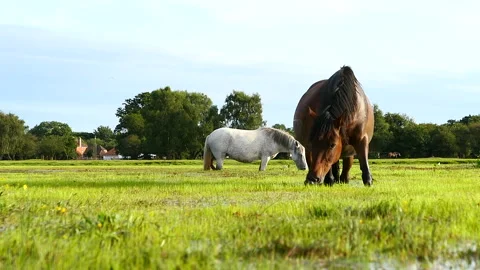 Low angle shot of two horses eating grass in shallow water at The New Forest Stock Footage 244745298
