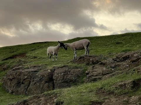 Low angle shot of two rams head butting, standing on the grassy hill under dr Stock Photos