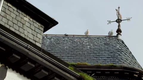 A low angle shot of two seagulls standing on top of a curved roof next to a.. 스톡 동영상 332700989