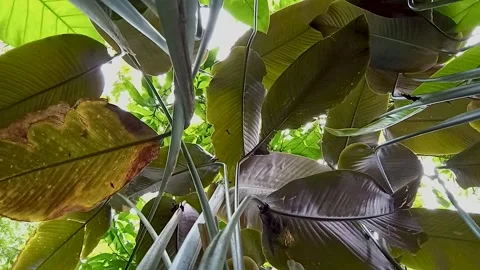 Low angle shot under a Calathea lutea Stock Footage 300670454