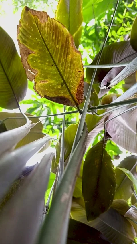 Low angle shot under a Calathea lutea Video stock 300670999