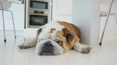 Low angle shot of waking English Bulldog Stock Footage 89036015