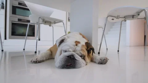 Low angle shot of waking English Bulldog Stock Footage 89037586