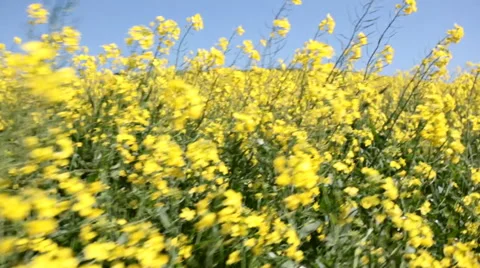 Low angle shot walking through canola plants Video stock 55659004