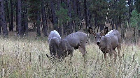 Low Angle Shot of Watchful Mule Deer Fawn With Two Others Feeding Stock Footage 49993171