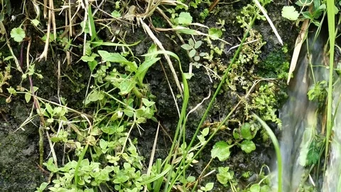 Low angle shot of water stream in spring Stock Footage 73846290
