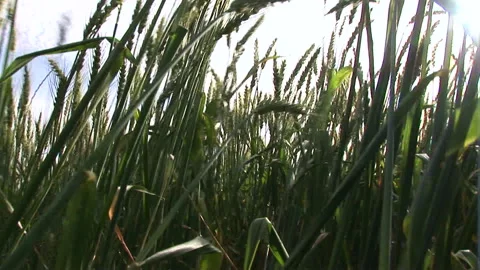 Low angle shot of a waving wheat field Stock Footage 310388334