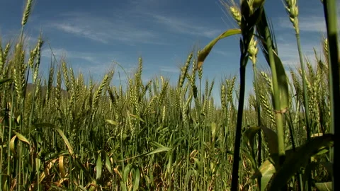 Low angle shot of waving wheat in a field Stock Footage 310389329
