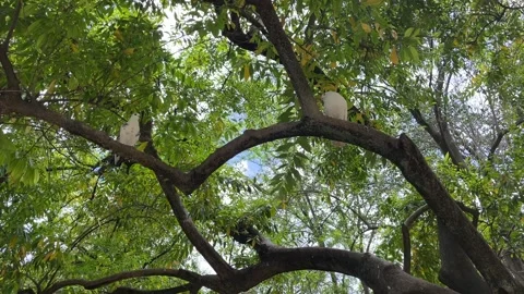 Low angle shot of white birds resting on branches of lush, green tree in Parc Stock Footage 307498872
